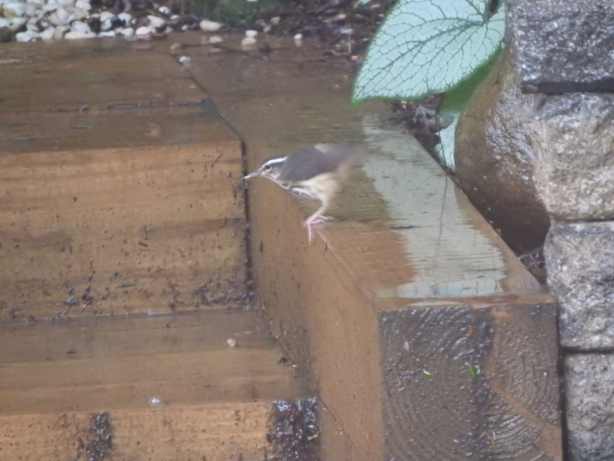 Louisiana Waterthrush - ML354946531