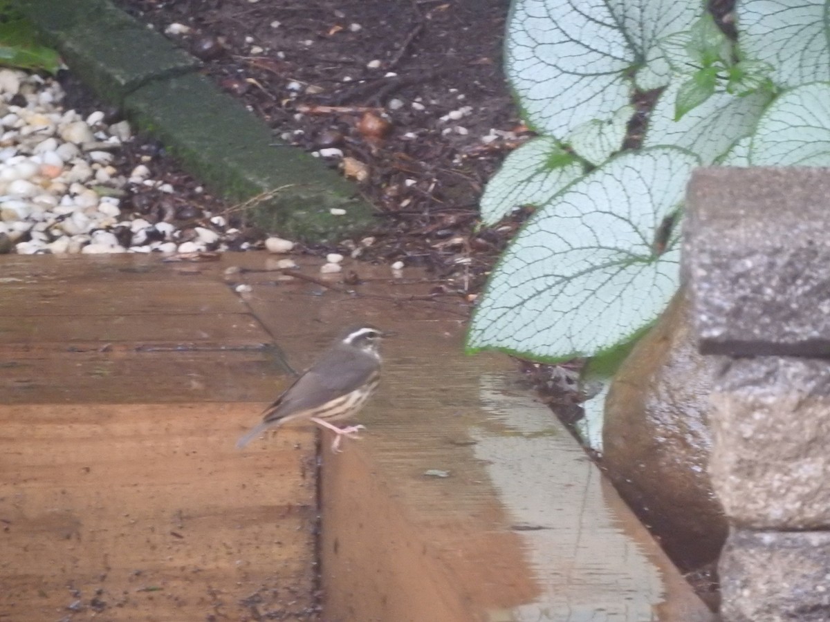 Louisiana Waterthrush - ML354946571