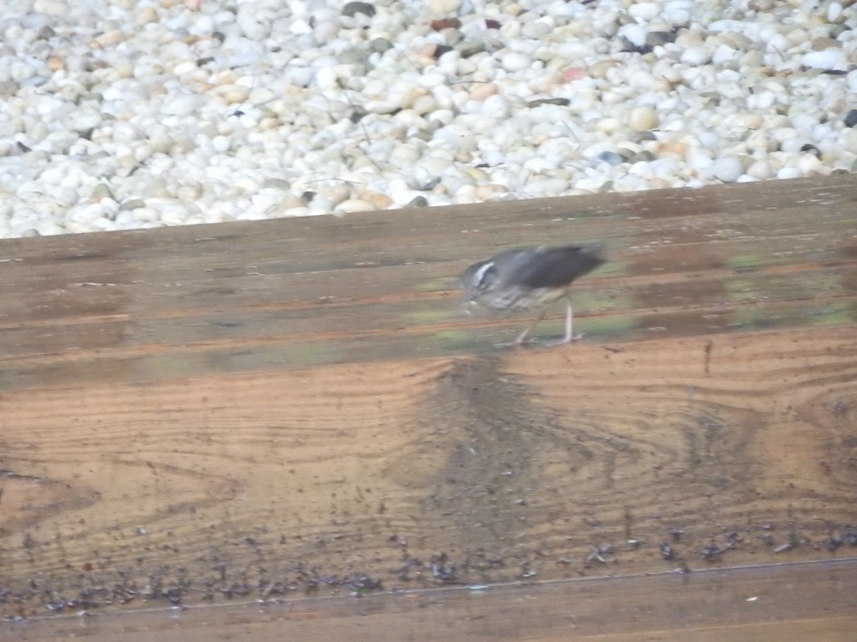 Louisiana Waterthrush - ML354946601