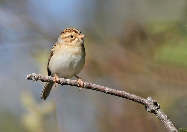 Clay-colored Sparrow - Jeremiah Trimble