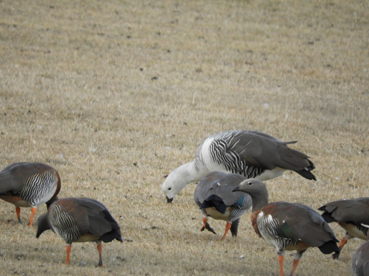 Upland Goose - ML354946891