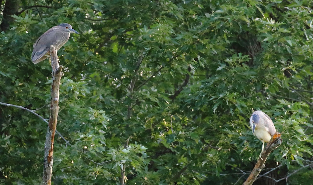 Black-crowned Night Heron - ML354947151