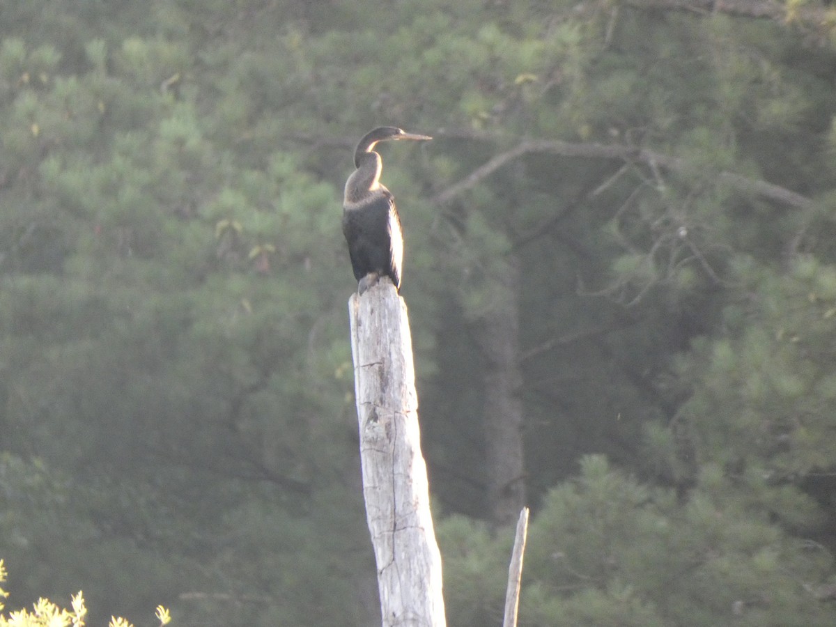 Anhinga d'Amérique - ML354947371