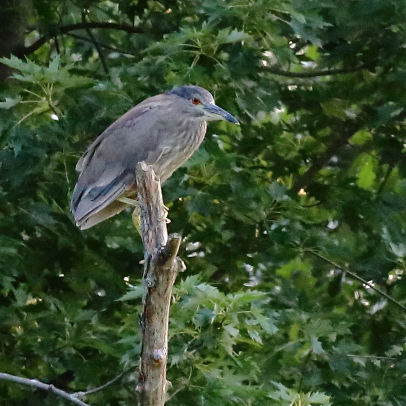 Black-crowned Night Heron - ML354947611