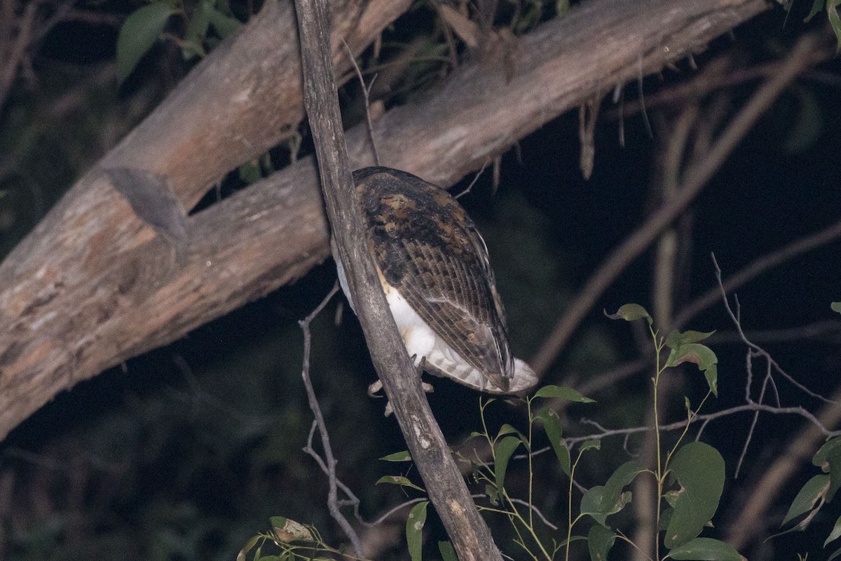 Australian Masked-Owl - ML354947681