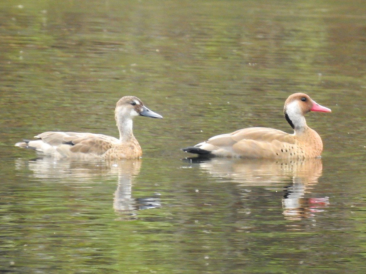 Canard amazonette - ML354947871