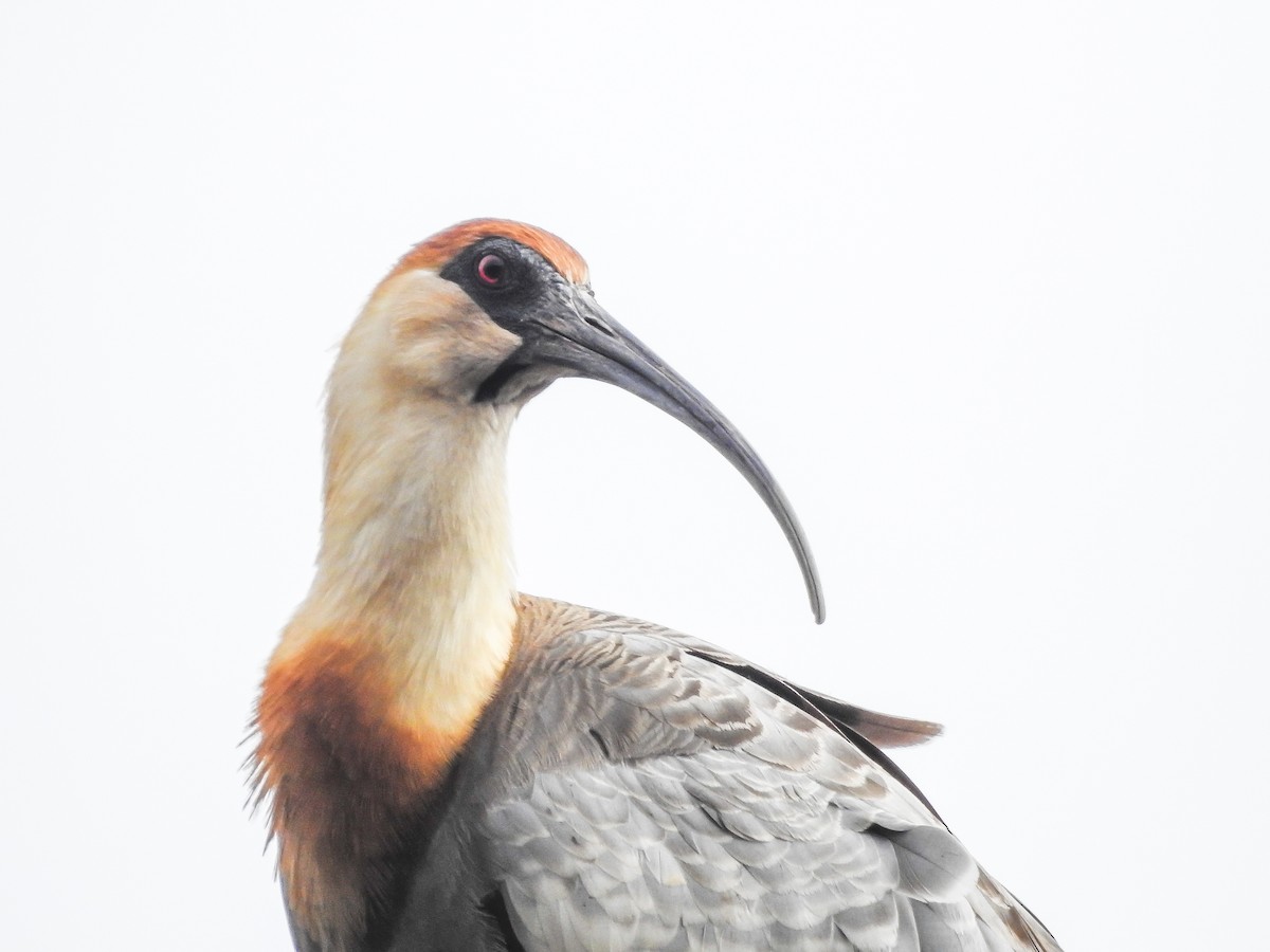 Buff-necked Ibis - ML354948211