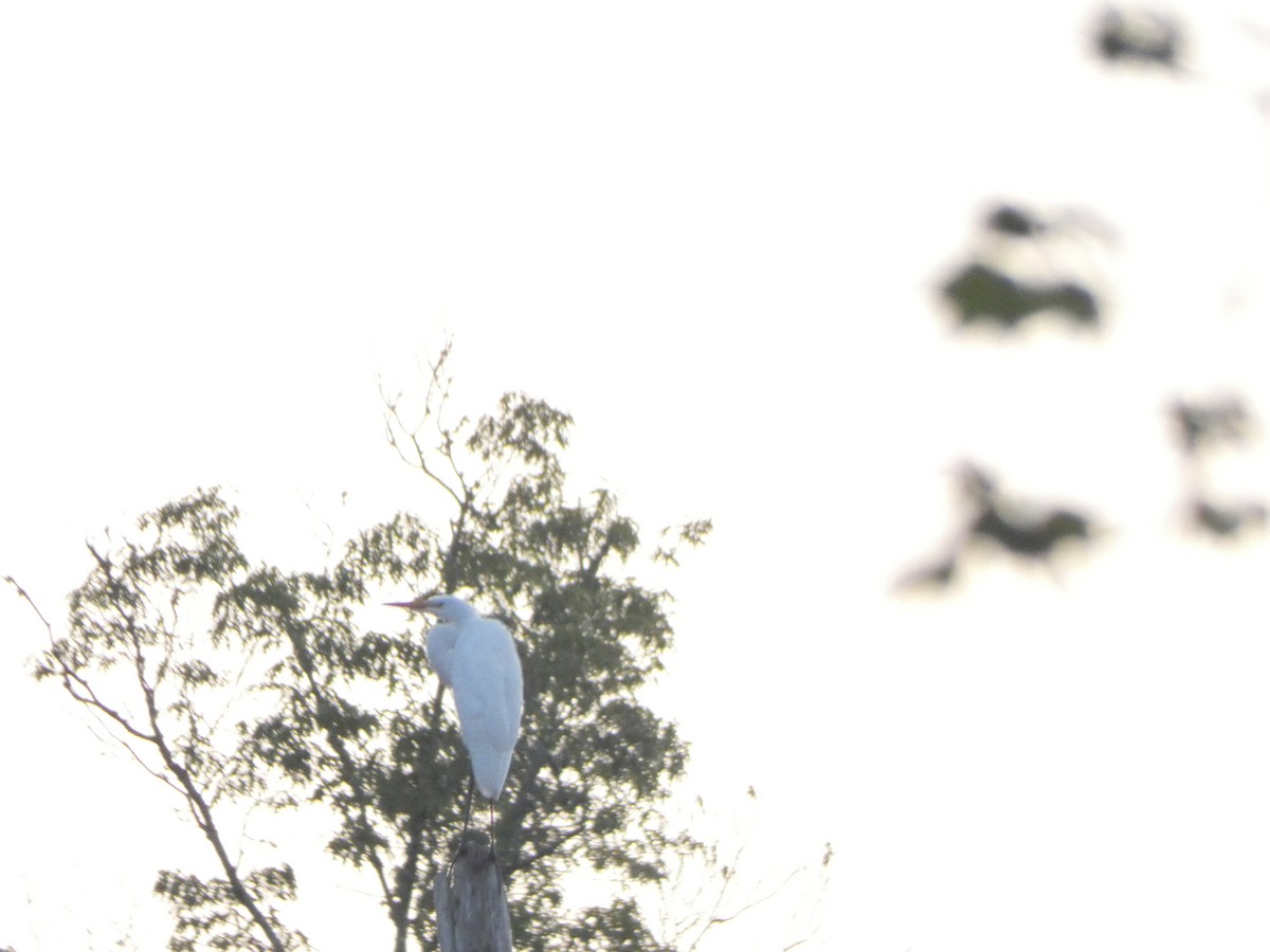 Great Egret - ML354948481