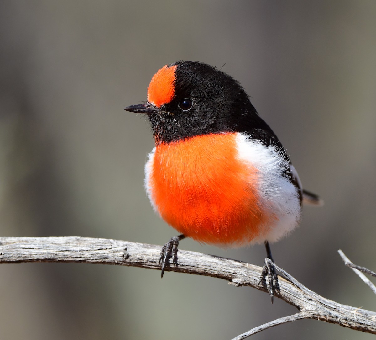 Red-capped Robin - ML354948791