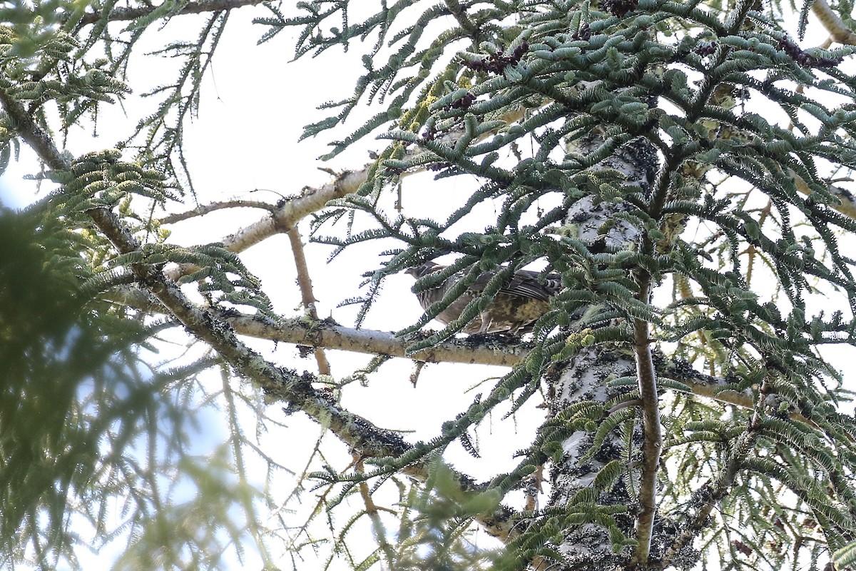 Sooty Grouse - ML35494951