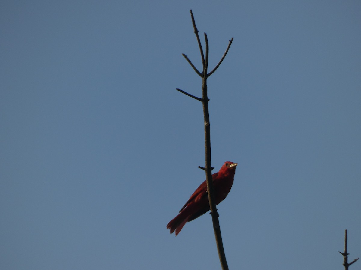 Summer Tanager - ML354950531