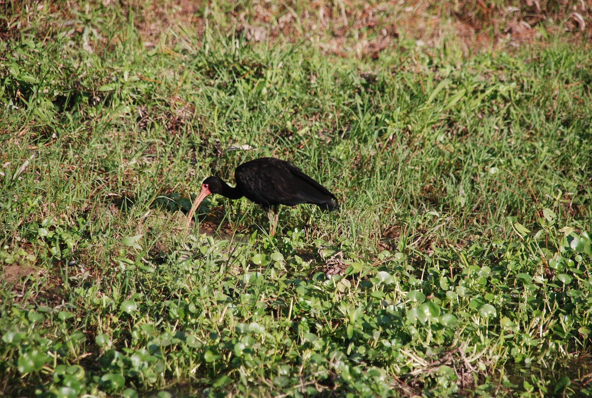 Bare-faced Ibis - Franco Vushurovich