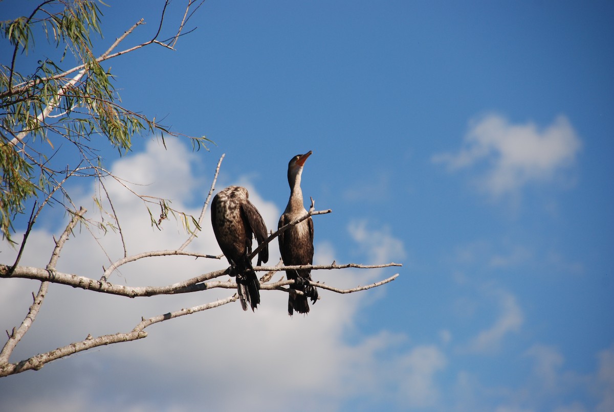 Neotropic Cormorant - ML354951301