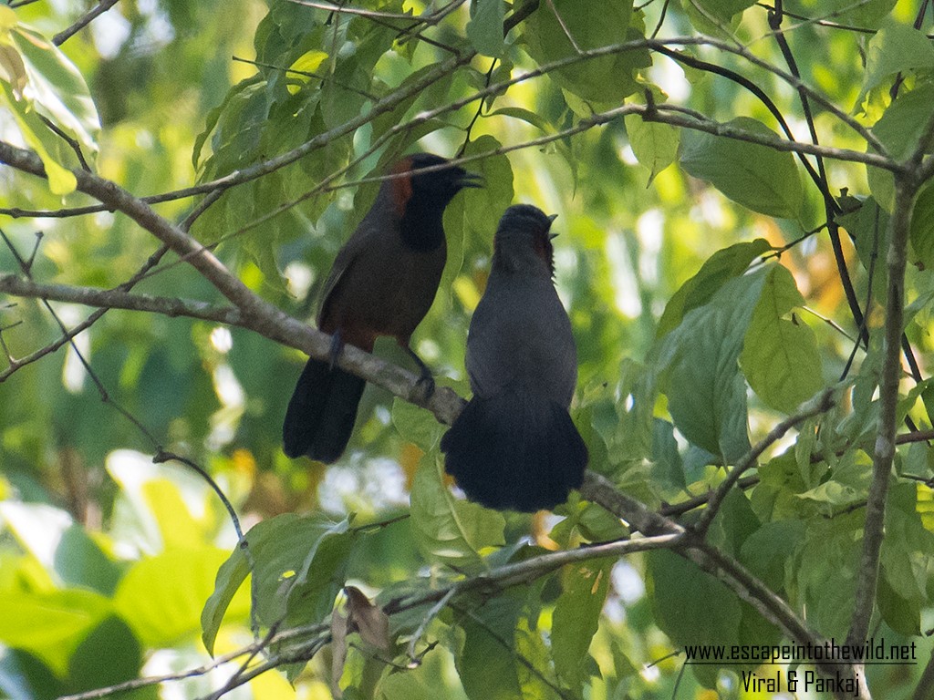 Rufous-necked Laughingthrush - ML354952011