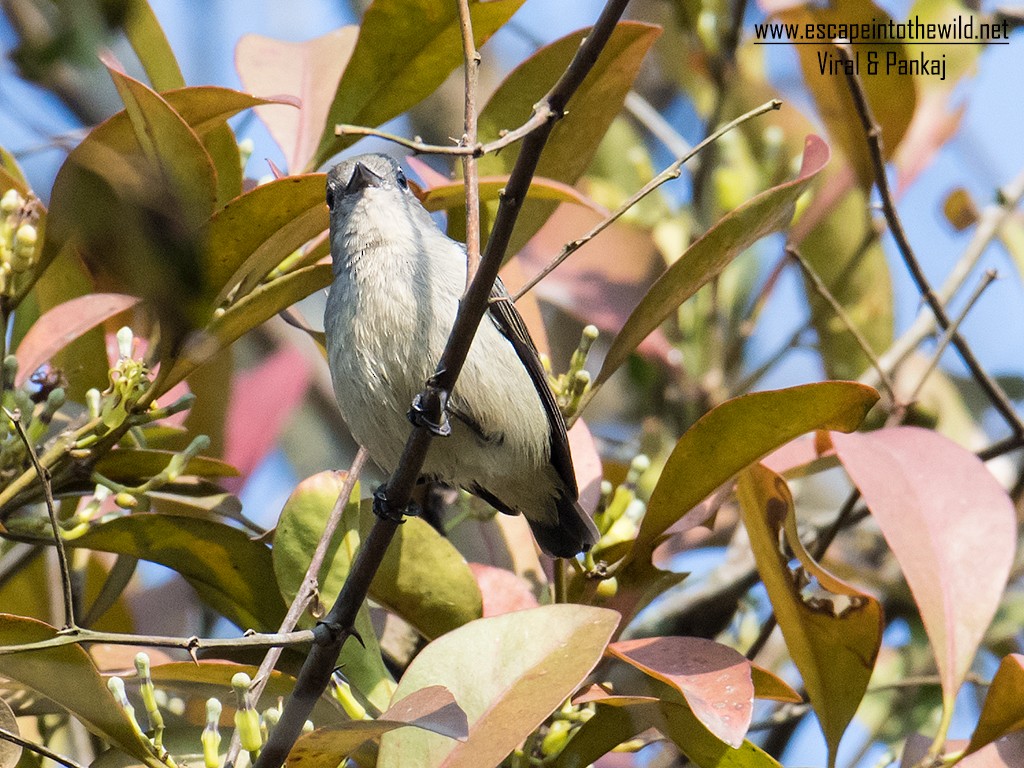 Scarlet-backed Flowerpecker - ML354952051