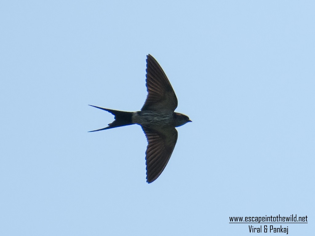 Striated Swallow - ML354952071