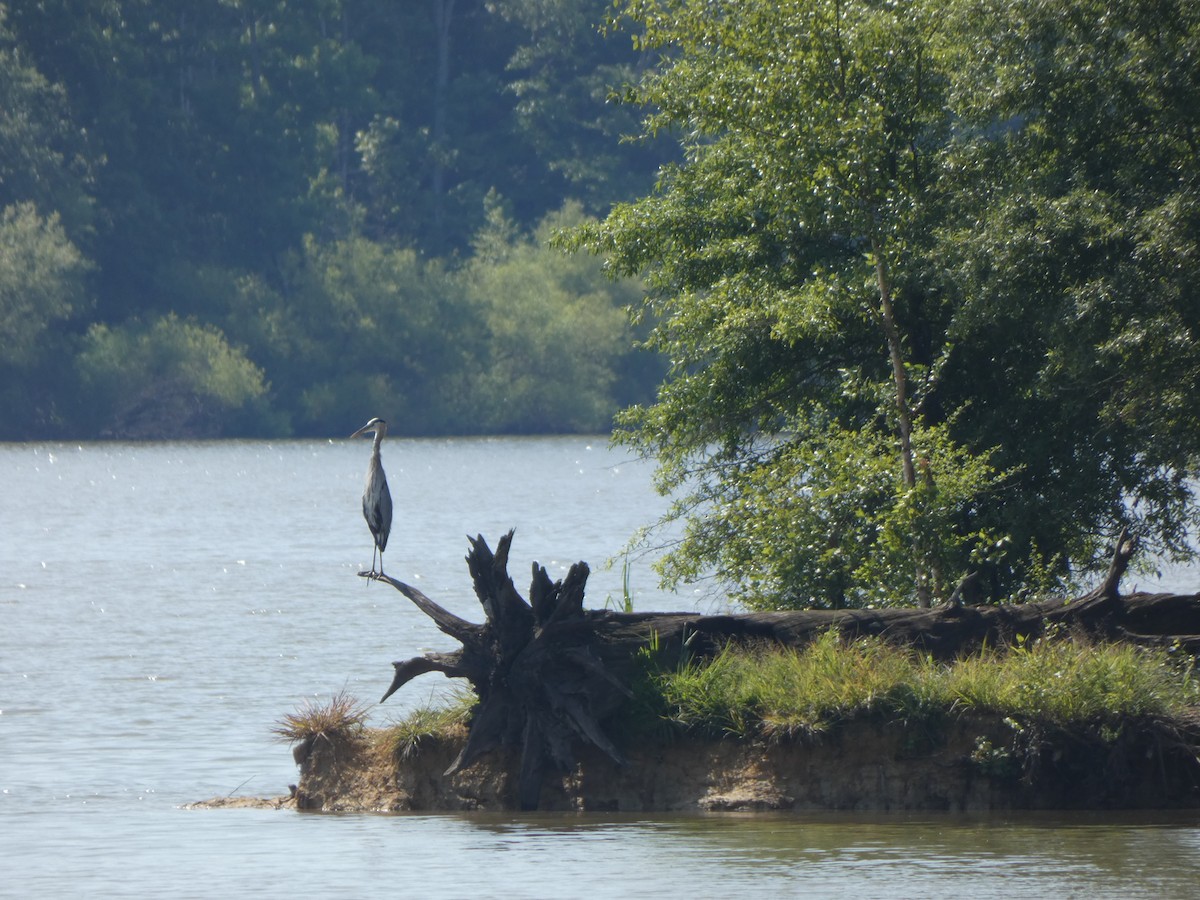 Great Blue Heron - ML354952081