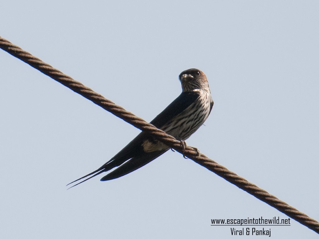 Striated Swallow - ML354952091