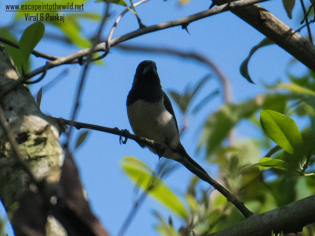 White-rumped Munia - ML354952191