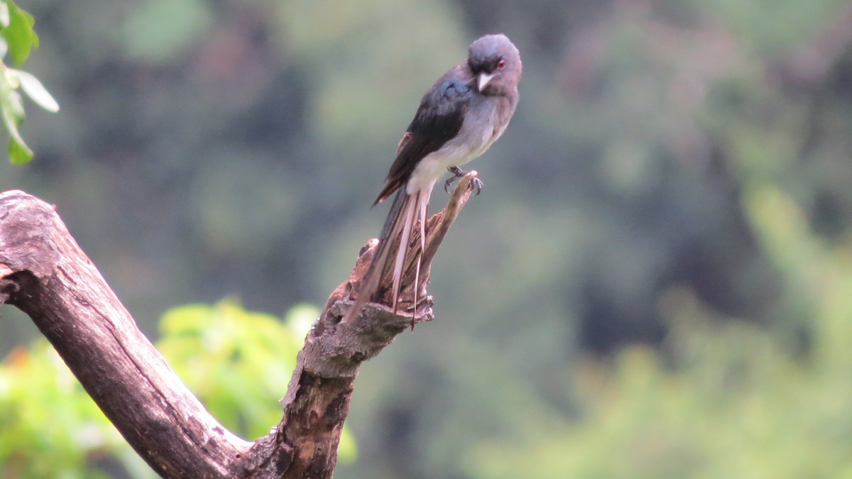 Drongo à ventre blanc - ML354952351