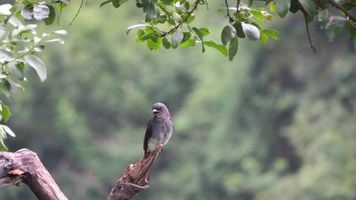 Ak Karınlı Drongo - ML354952371