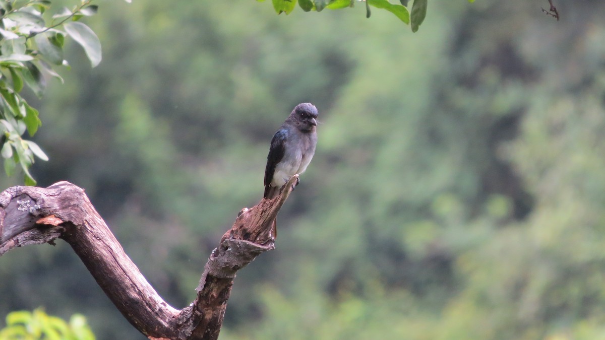 Ak Karınlı Drongo - ML354952381