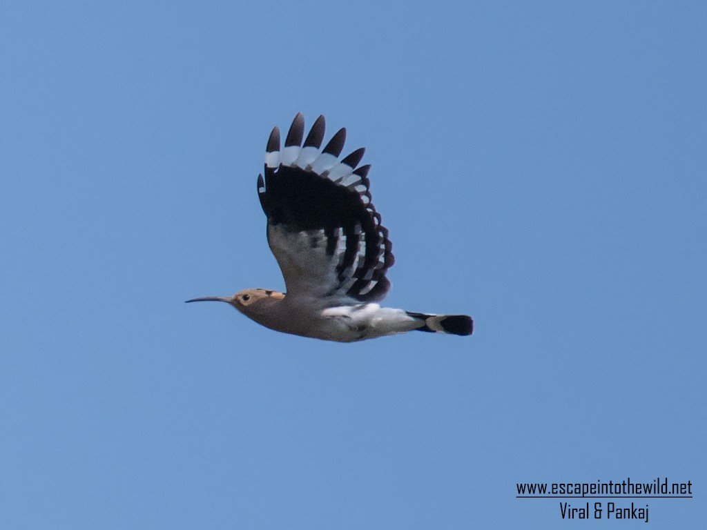 Eurasian Hoopoe - ML354952591