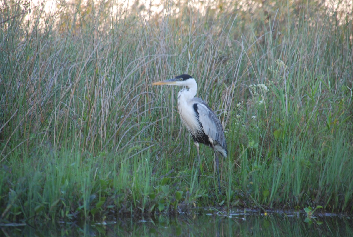 Cocoi Heron - Franco Vushurovich