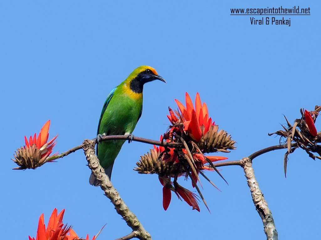 Golden-fronted Leafbird - ML354952671