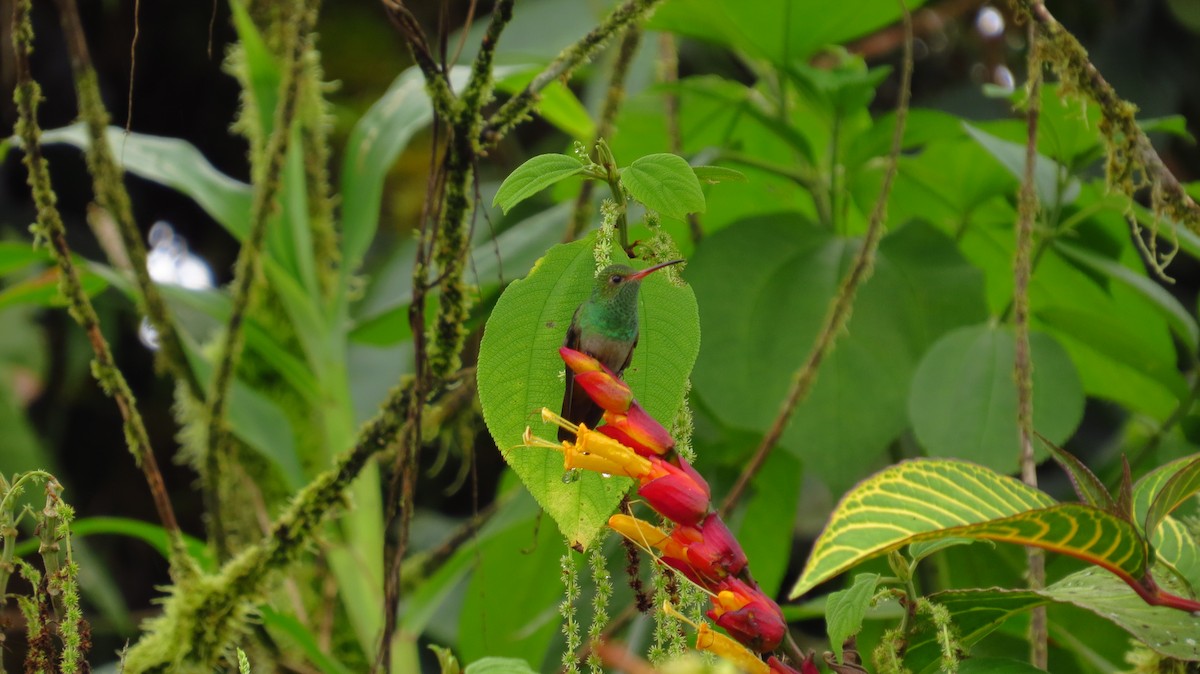 Rufous-tailed Hummingbird - Jorge Muñoz García   CAQUETA BIRDING