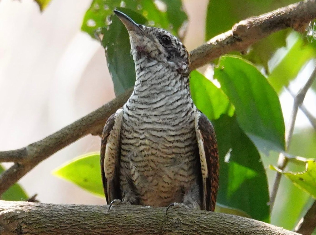 Banded Bay Cuckoo - ML354955001