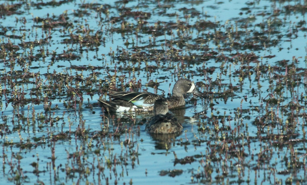 Blue-winged Teal - ML354955481