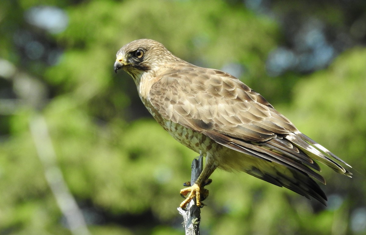 Broad-winged Hawk - ML354958501