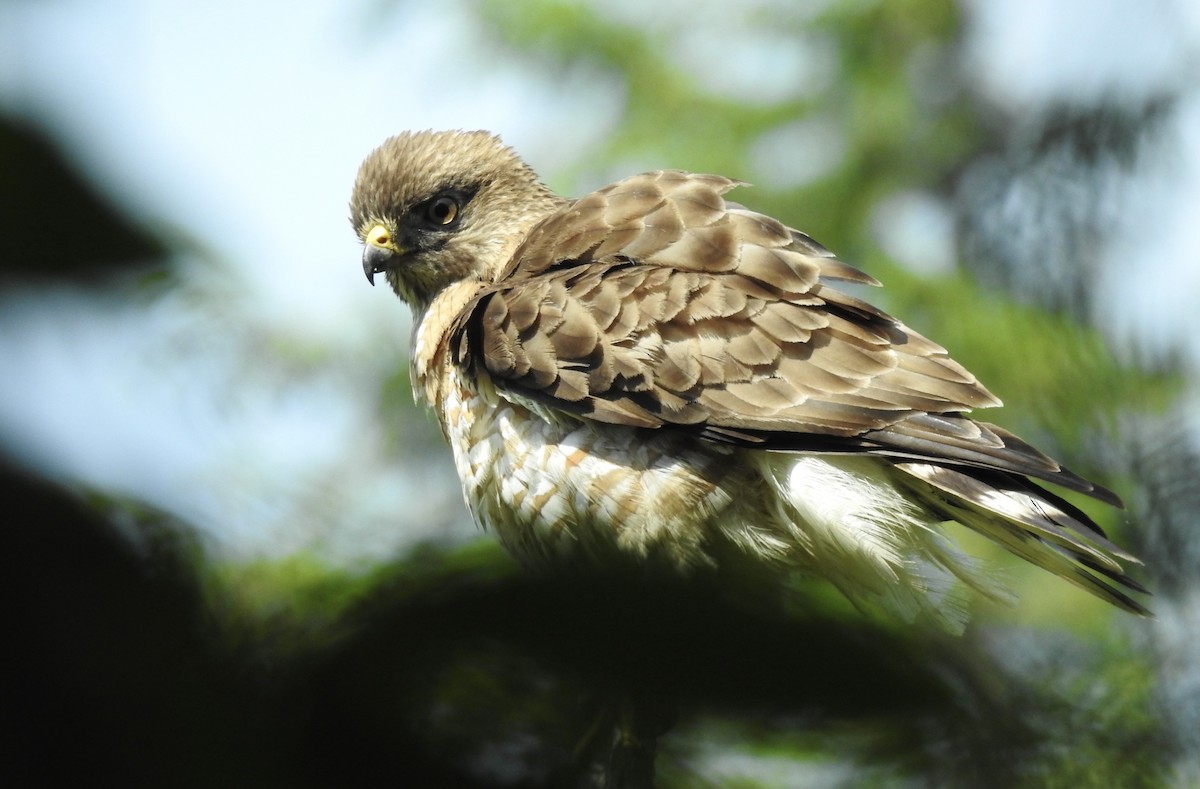 Broad-winged Hawk - ML354958511