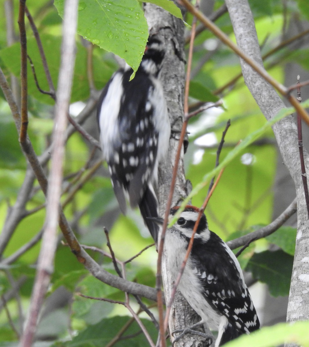 Downy Woodpecker - ML354958681