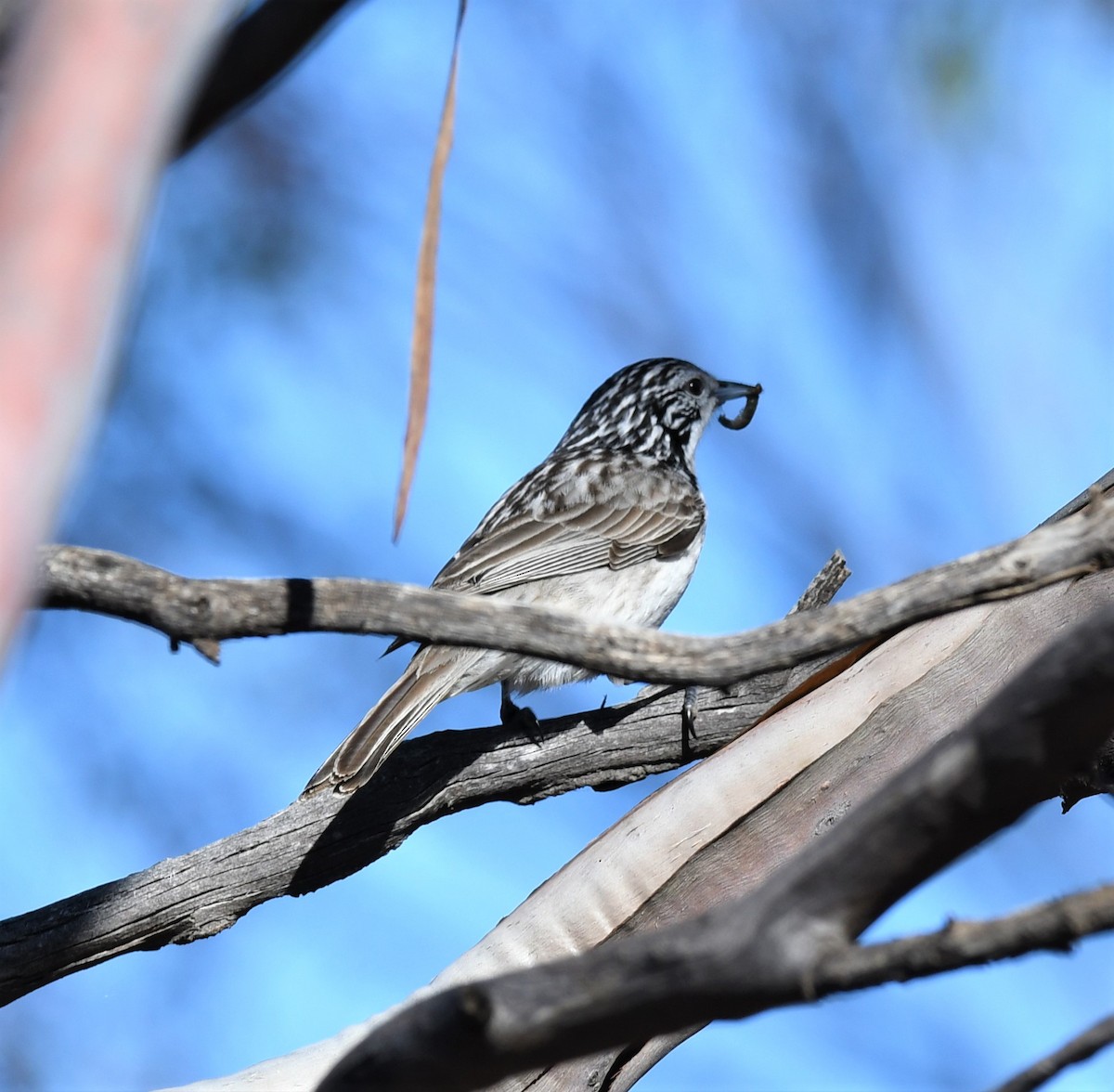 Striped Honeyeater - ML354959021