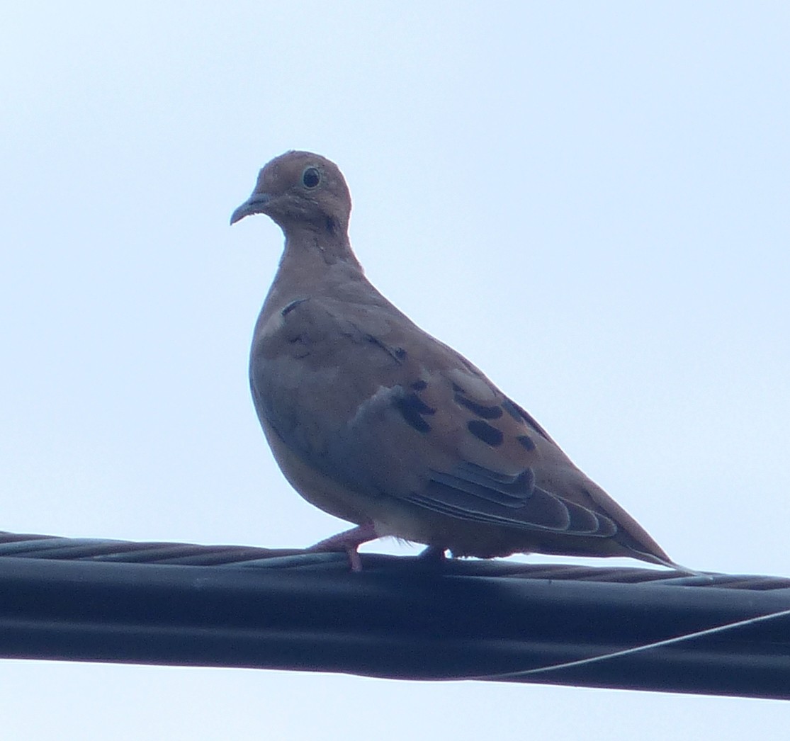 Mourning Dove - Alain Sylvain