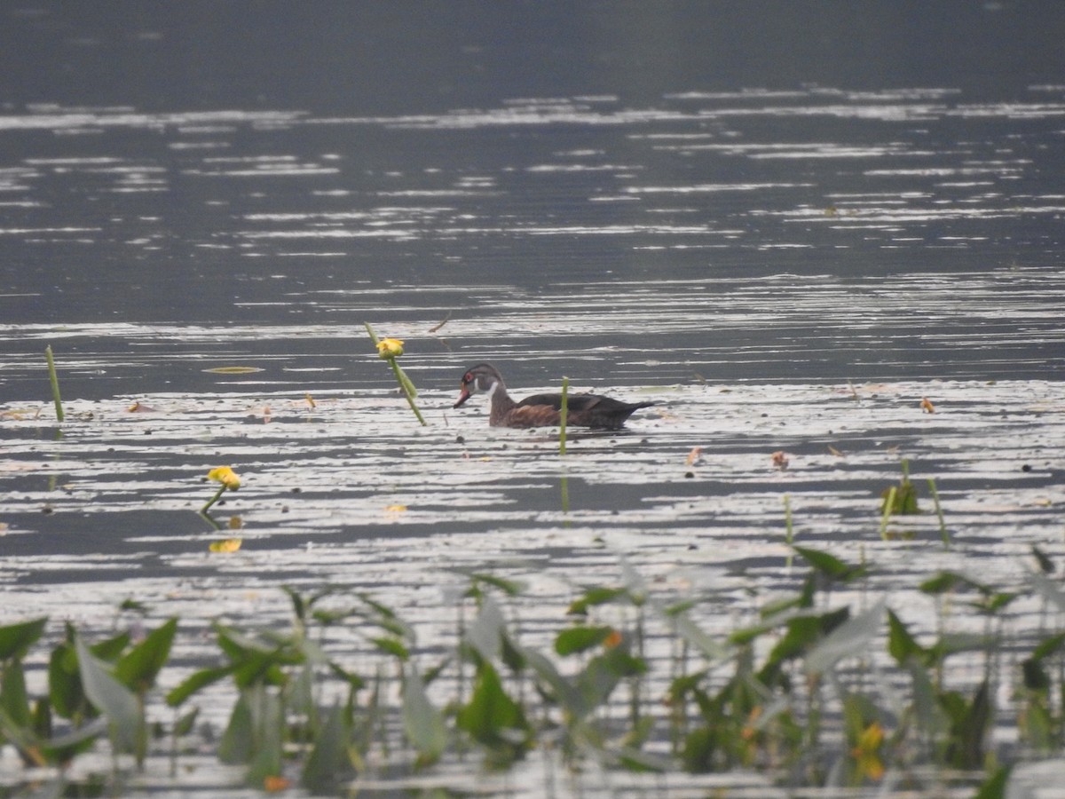 Wood Duck - ML354962251