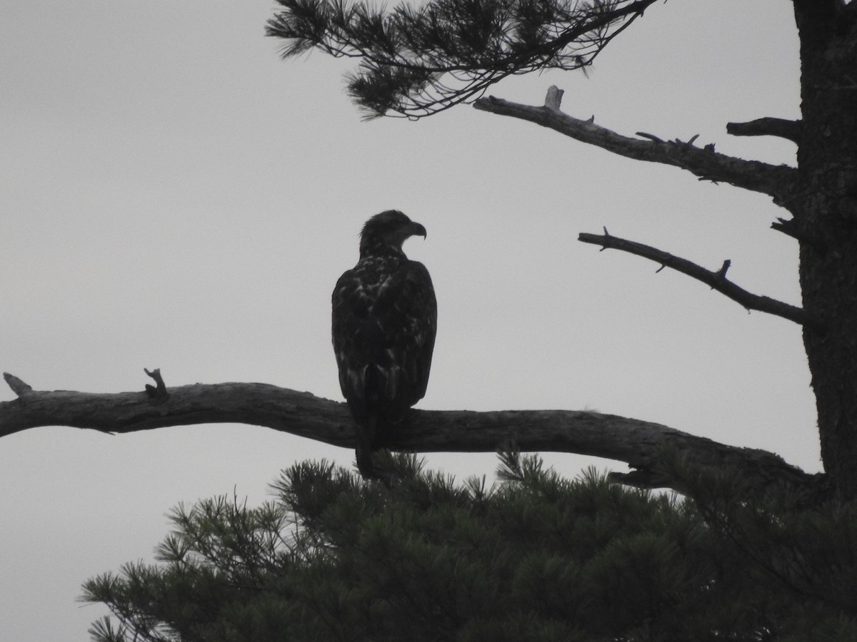 Weißkopf-Seeadler - ML354962301