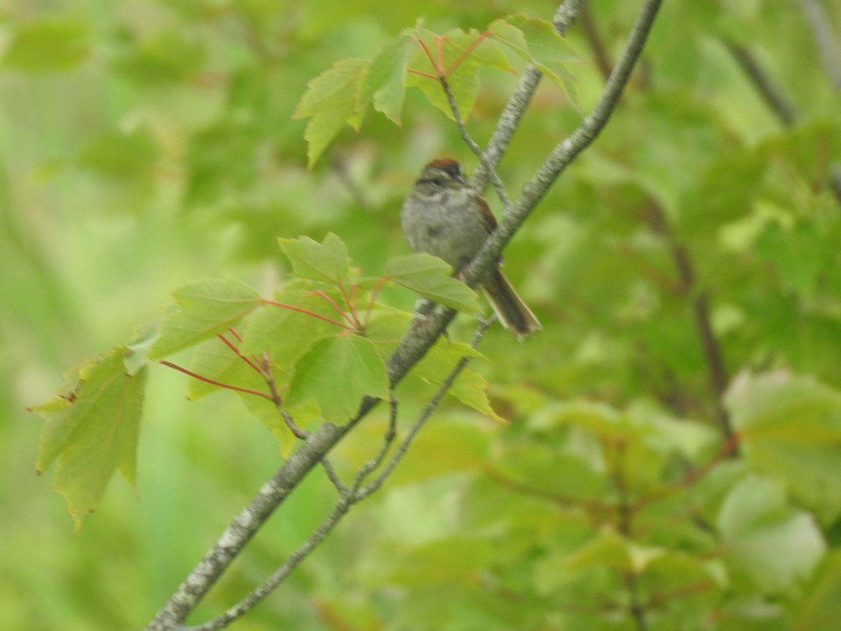 Swamp Sparrow - inger hansen