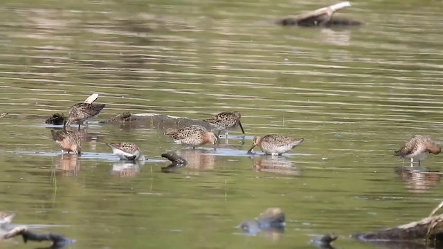 Short-billed Dowitcher (griseus) - ML354962411