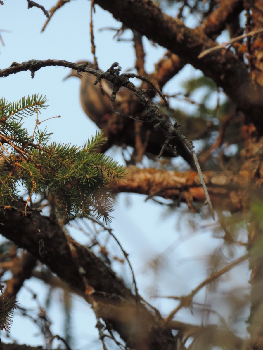 White-winged Dove - ML354962421