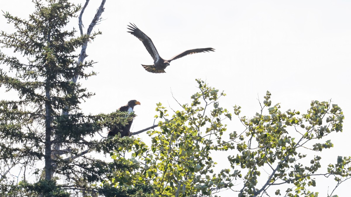 Steller's Sea-Eagle - ML354962701