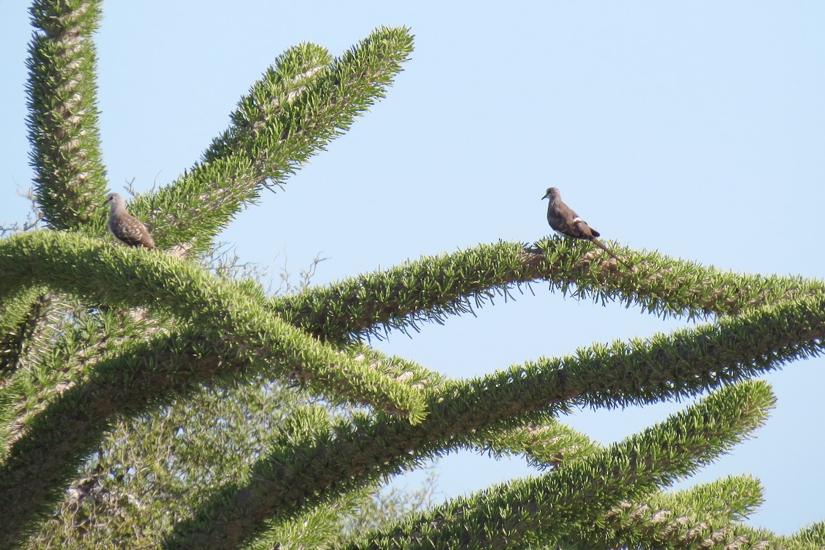 Namaqua Dove - ML35496341