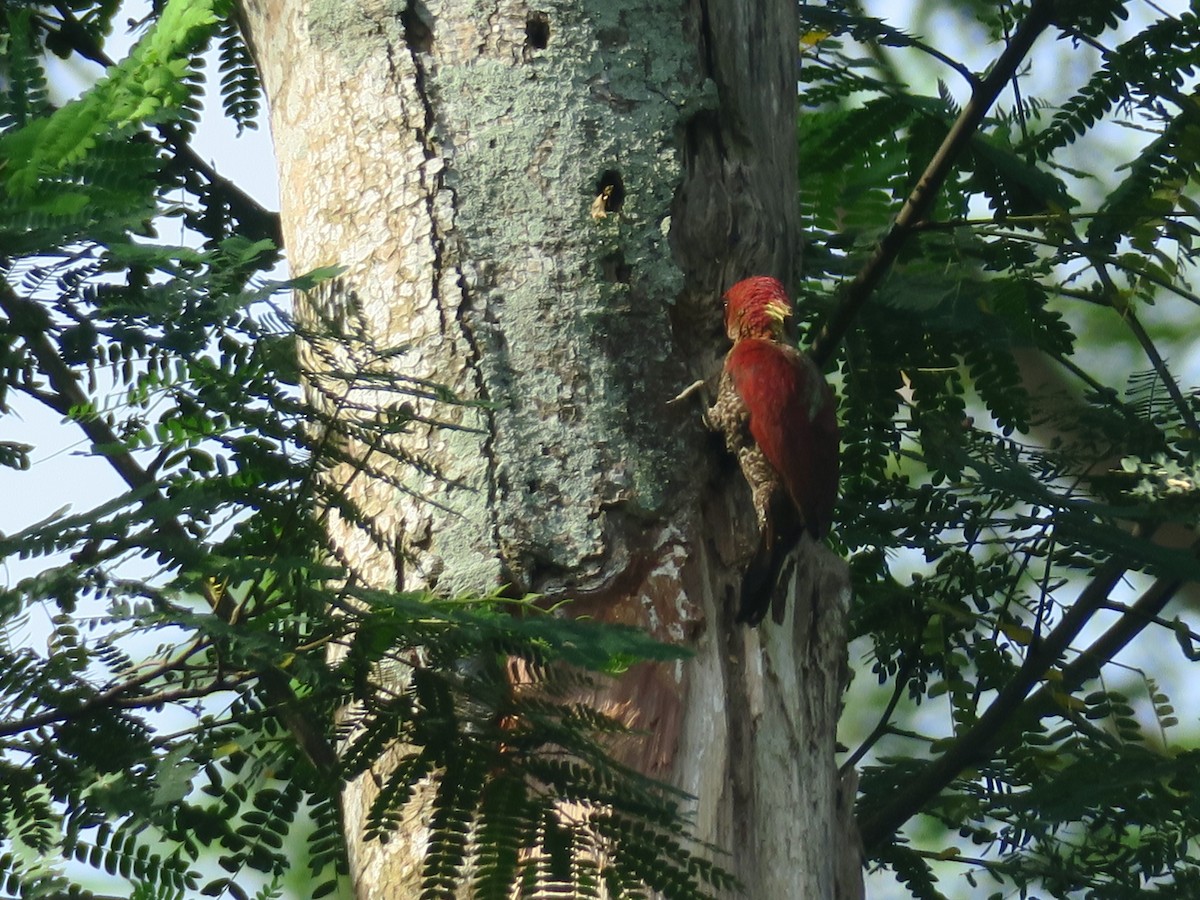 Banded Woodpecker - ML354964811