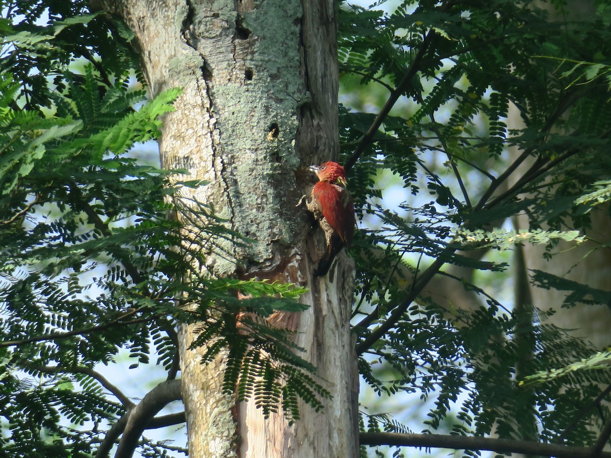 Banded Woodpecker - ML354964821