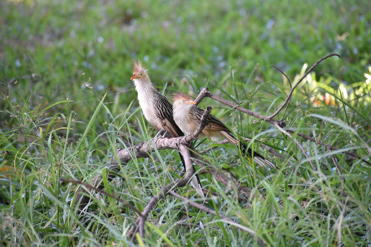 Guira Cuckoo - ML354965291