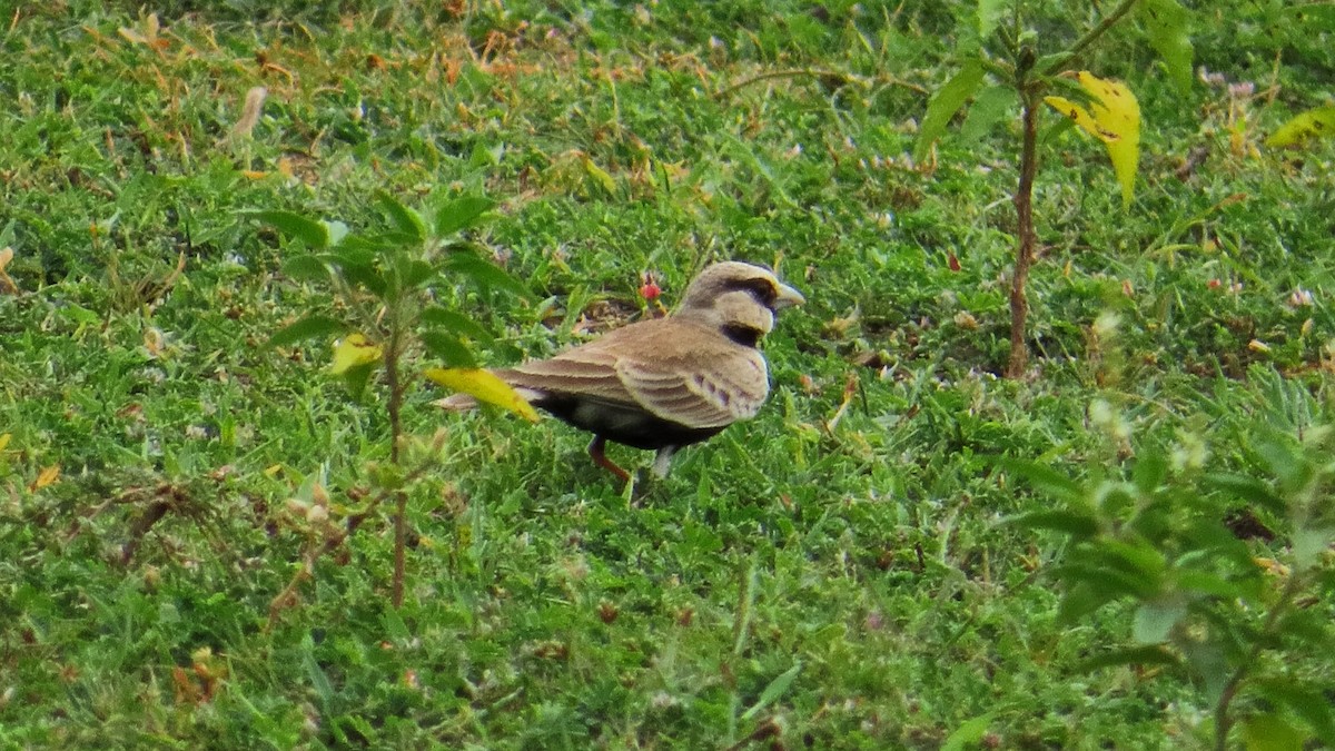 Ashy-crowned Sparrow-Lark - karthick hari