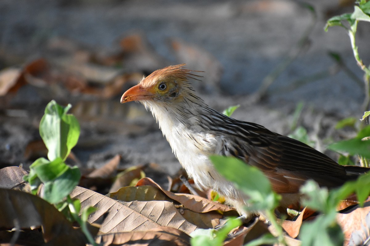 Guira Cuckoo - ML354965751