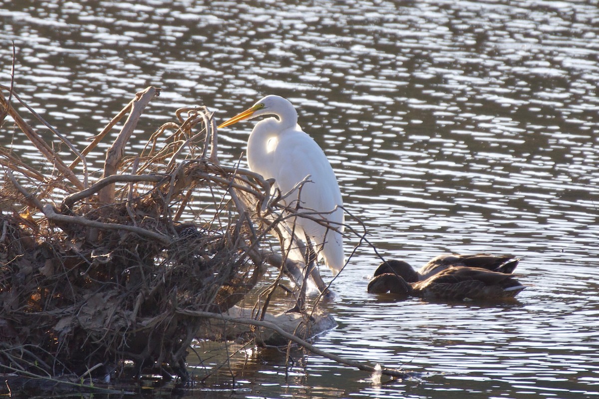 Great Egret - ML354965871